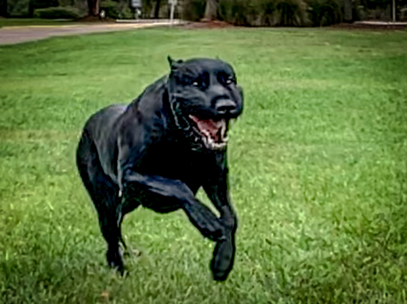 User-supplied photograph of a black dog running across grass