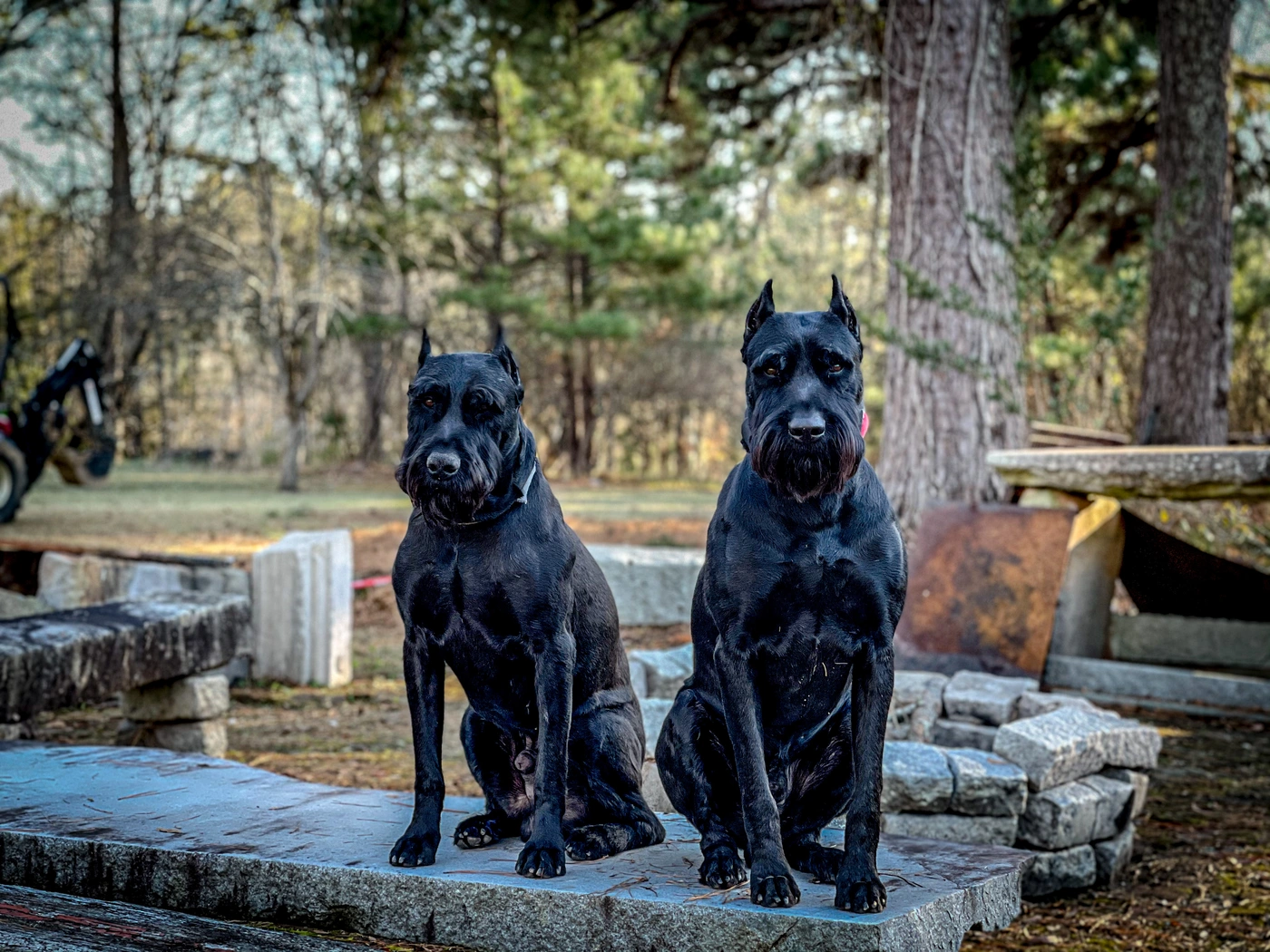 Garcia’s two Giant Schnauzers sitting together outdoors.