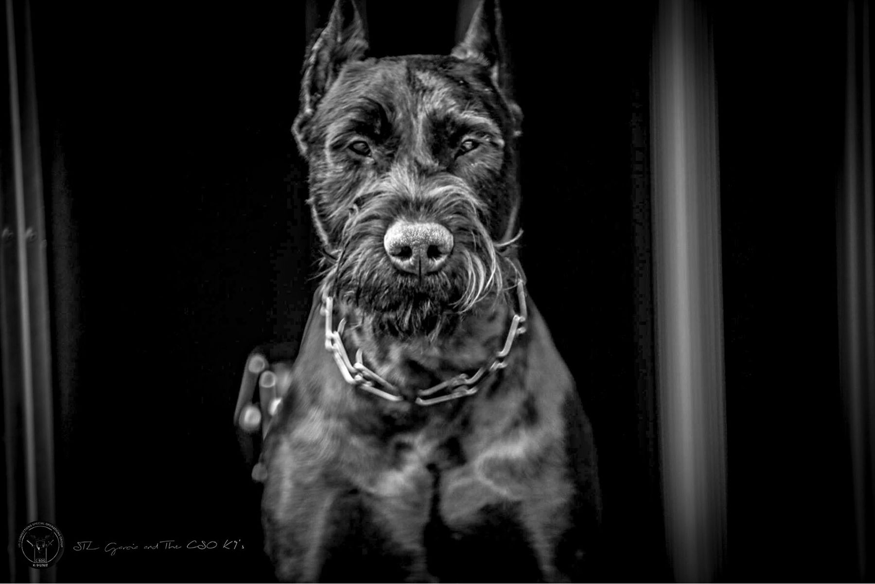 Black-and-white Giant Schnauzer portrait supplied with the proposed conference website