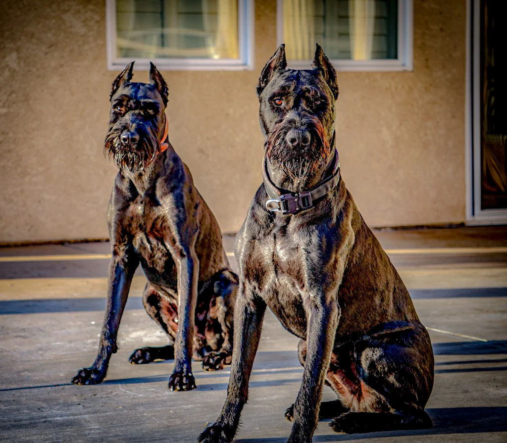 Two High-Performance Giant Schnauzers at rest
