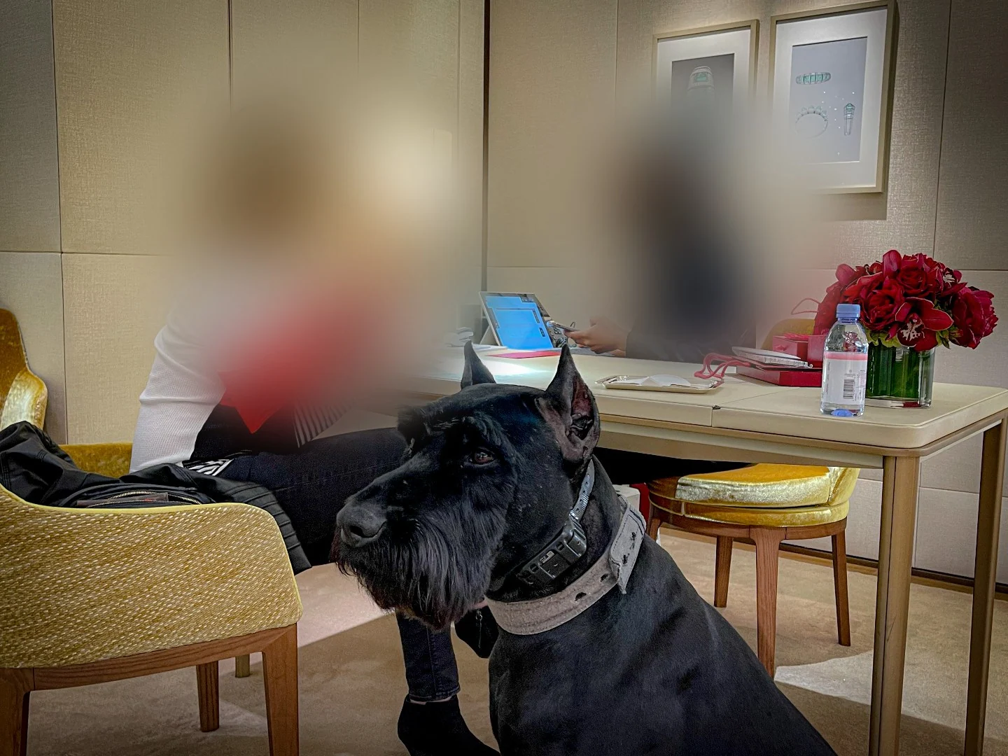 A K1K9 seated composedly in a high-jewelry retail salon
